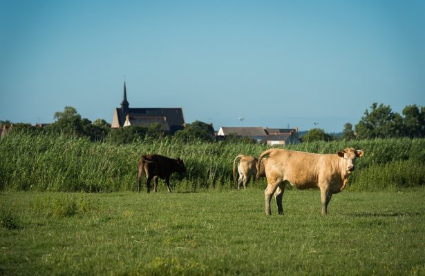 Croisière sur l'estuaire au départ de Lavau-sur-Loire