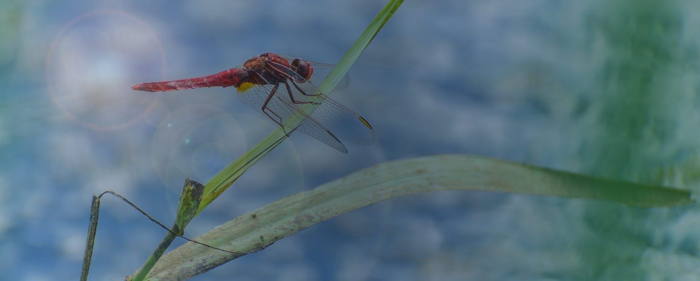 libellule rouge