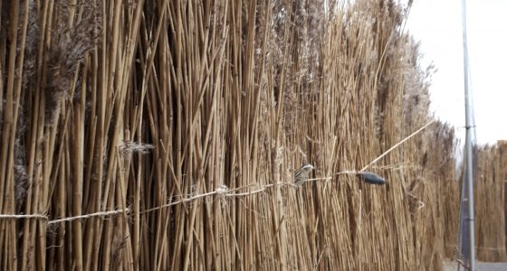 exposition oiseaux TERRE D'ESTUAIRE